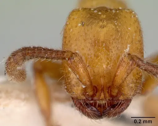 Zasphinctus imbecilis - CASENT0172114