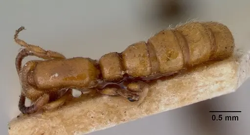 Zasphinctus imbecilis - CASENT0172118