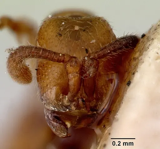 Zasphinctus imbecilis - CASENT0172118