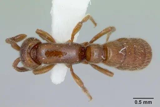 Zasphinctus imbecilis - CASENT0173058