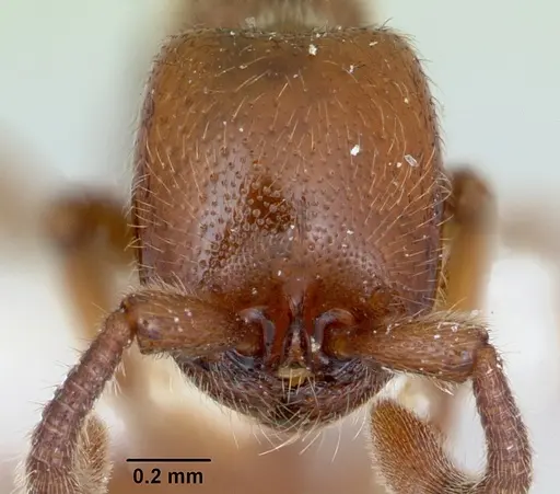 Zasphinctus imbecilis - CASENT0173058