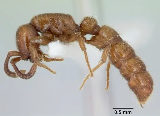 Zasphinctus imbecilis - CASENT0173058