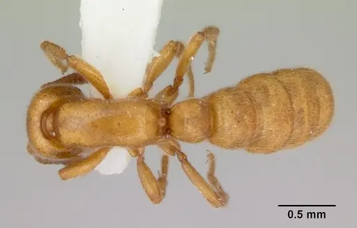 Zasphinctus imbecilis - CASENT0173059