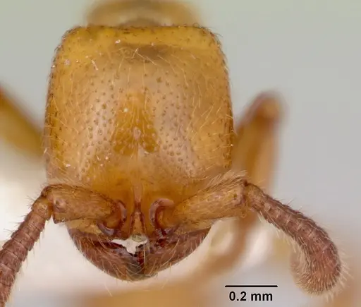 Zasphinctus imbecilis - CASENT0173059