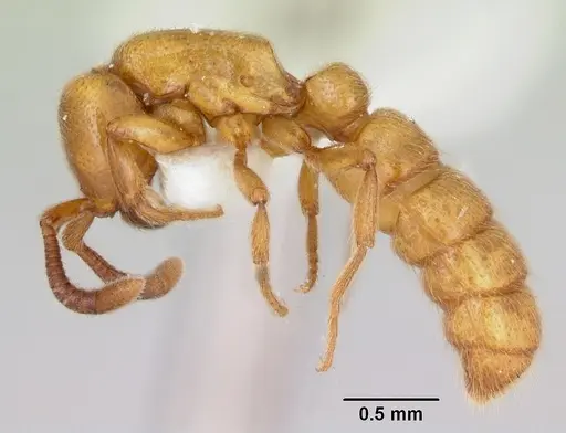 Zasphinctus imbecilis - CASENT0173059