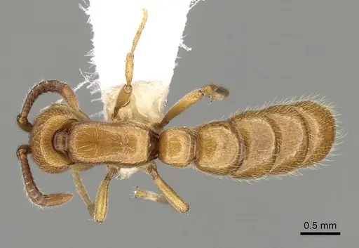 Zasphinctus imbecilis - CASENT0249327