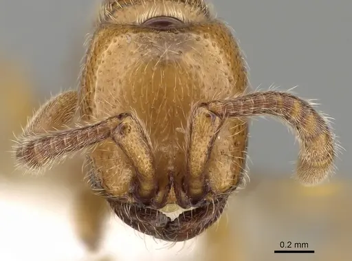 Zasphinctus imbecilis - CASENT0249327