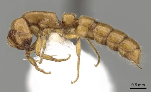 Zasphinctus imbecilis - CASENT0249327