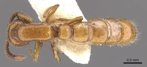 Zasphinctus imbecilis - CASENT0902765