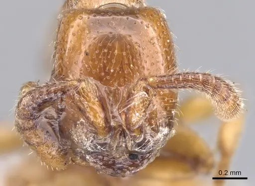 Zasphinctus imbecilis - CASENT0902765