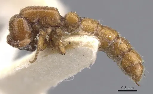 Zasphinctus imbecilis - CASENT0902765