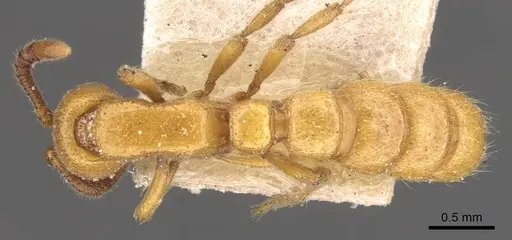 Zasphinctus imbecilis - CASENT0902766