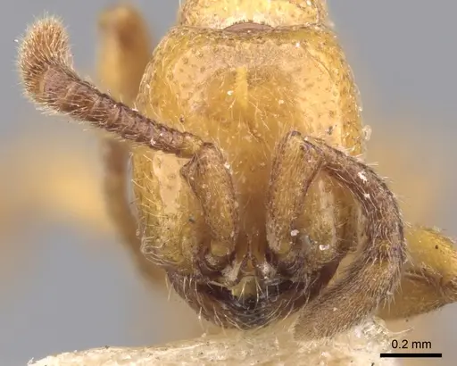 Zasphinctus imbecilis - CASENT0902766