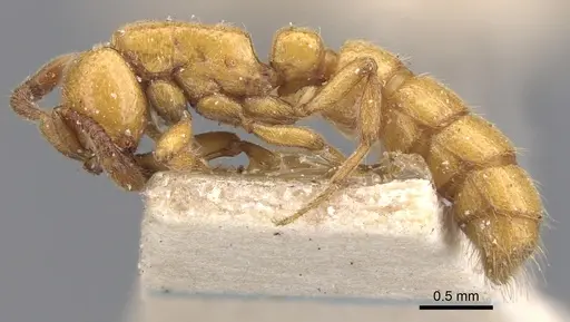 Zasphinctus imbecilis - CASENT0902766