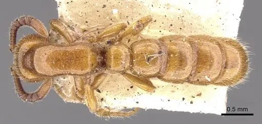 Zasphinctus imbecilis - CASENT0902767