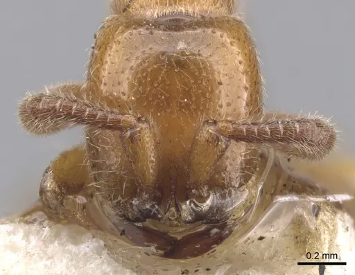 Zasphinctus imbecilis - CASENT0902767