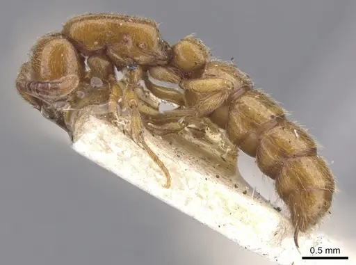 Zasphinctus imbecilis - CASENT0902767