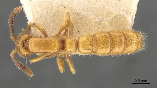 Zasphinctus imbecilis - CASENT0907039