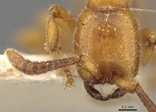 Zasphinctus imbecilis - CASENT0907039