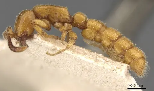 Zasphinctus imbecilis - CASENT0907039