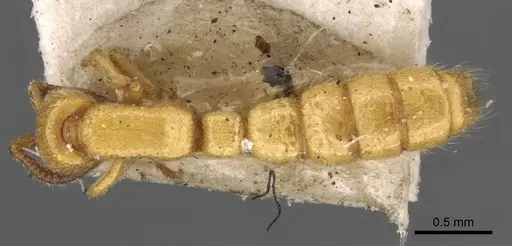 Zasphinctus imbecilis - CASENT0907044