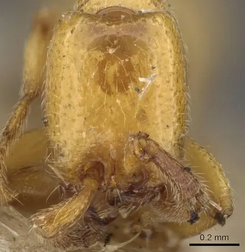 Zasphinctus imbecilis - CASENT0907044