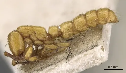 Zasphinctus imbecilis - CASENT0907044