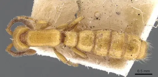 Zasphinctus imbecilis - CASENT0911271