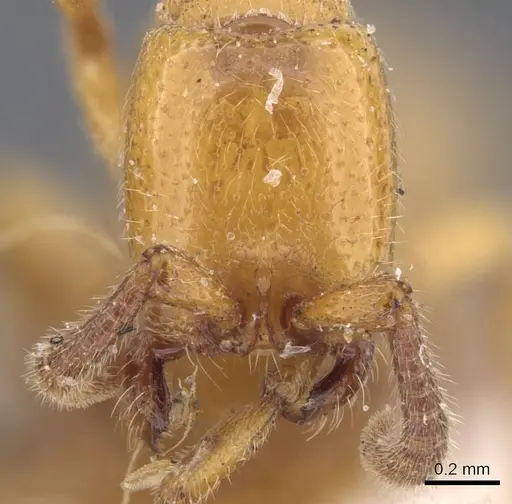 Zasphinctus imbecilis - CASENT0911271