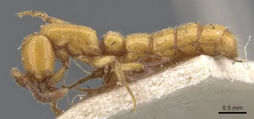 Zasphinctus imbecilis - CASENT0911271