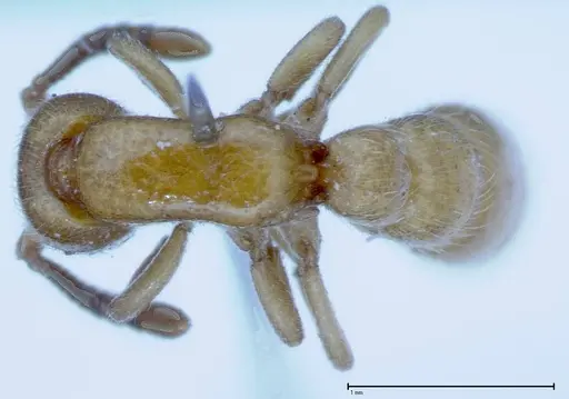 Zasphinctus imbecilis - FOCOL0036