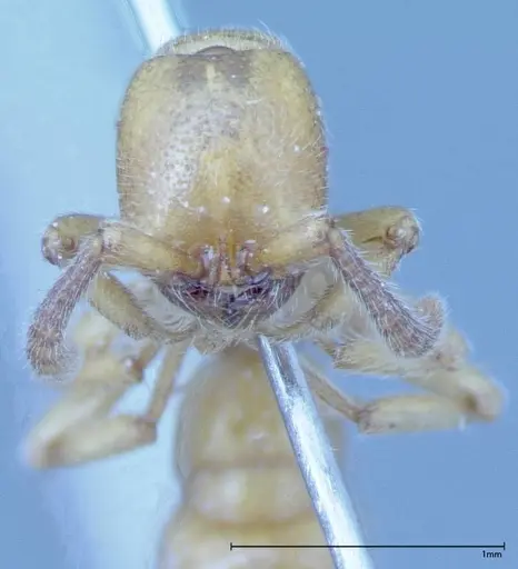 Zasphinctus imbecilis - FOCOL0036