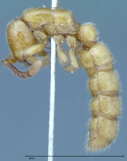 Zasphinctus imbecilis - FOCOL0036