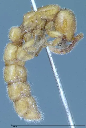 Zasphinctus imbecilis - FOCOL0036