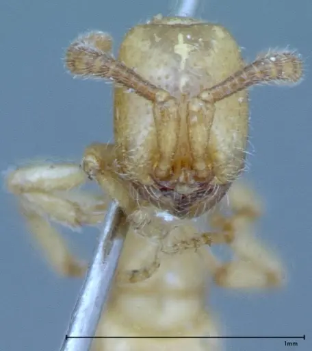 Zasphinctus imbecilis - FOCOL0037