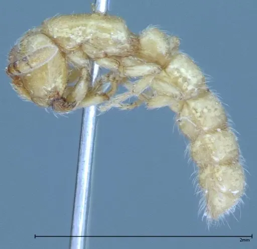 Zasphinctus imbecilis - FOCOL0037