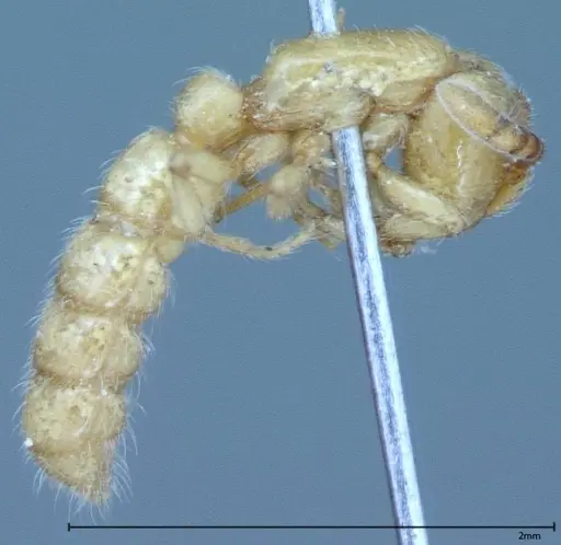 Zasphinctus imbecilis - FOCOL0037