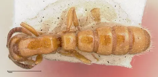 Zasphinctus imbecilis - FOCOL0342