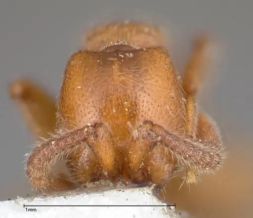 Zasphinctus imbecilis - FOCOL0342