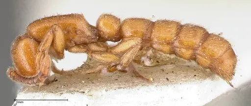 Zasphinctus imbecilis - FOCOL0342