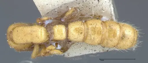 Zasphinctus imbecilis - FOCOL0343-1