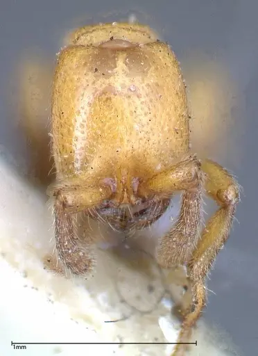 Zasphinctus imbecilis - FOCOL0343-1