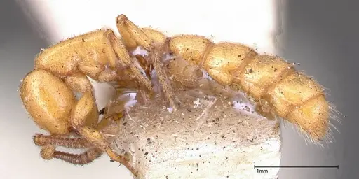 Zasphinctus imbecilis - FOCOL0343-1