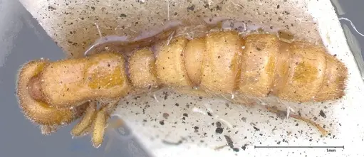 Zasphinctus imbecilis - FOCOL0343-2