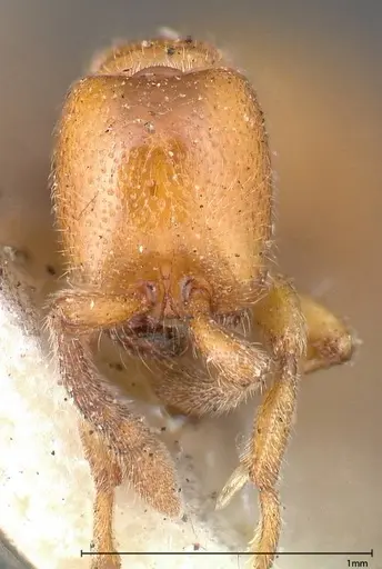 Zasphinctus imbecilis - FOCOL0343-2