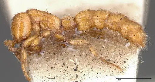 Zasphinctus imbecilis - FOCOL0343-2