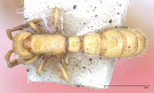 Zasphinctus imbecilis - FOCOL0343-3