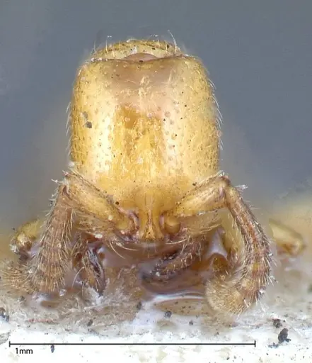 Zasphinctus imbecilis - FOCOL0343-3