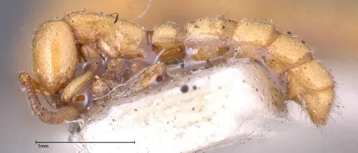 Zasphinctus imbecilis - FOCOL0343-3