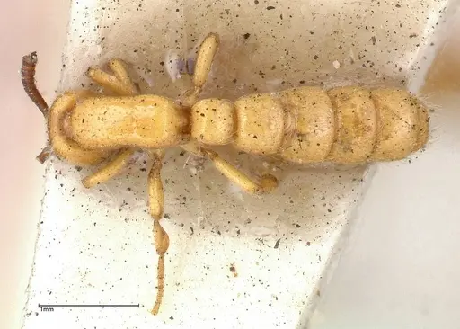 Zasphinctus imbecilis - FOCOL0343-4